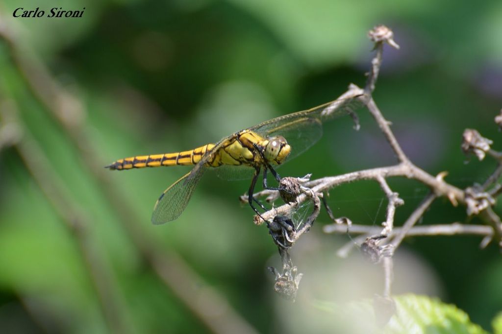 Libellula